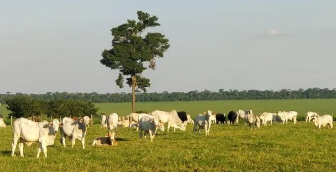 Comercial à venda de 1.200 ha em San Pedro de Ycuamandiyú, Paraguai