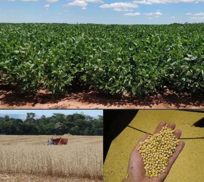 Comercial à venda de 1.200 ha em San Pedro de Ycuamandiyú, Paraguai
