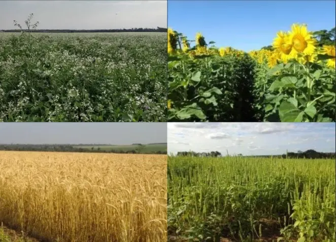 Comercial à venda de 1.200 ha em San Pedro de Ycuamandiyú, Paraguai