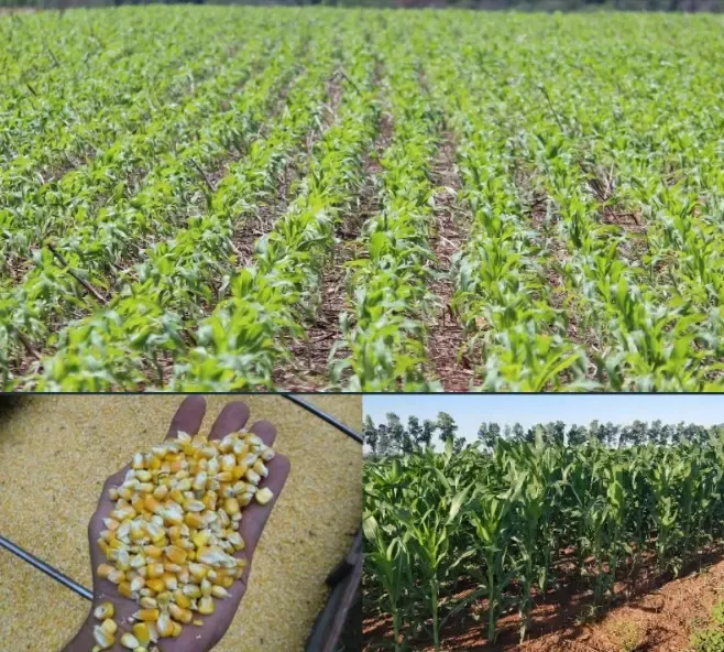 Comercial à venda de 1.200 ha em San Pedro de Ycuamandiyú, Paraguai