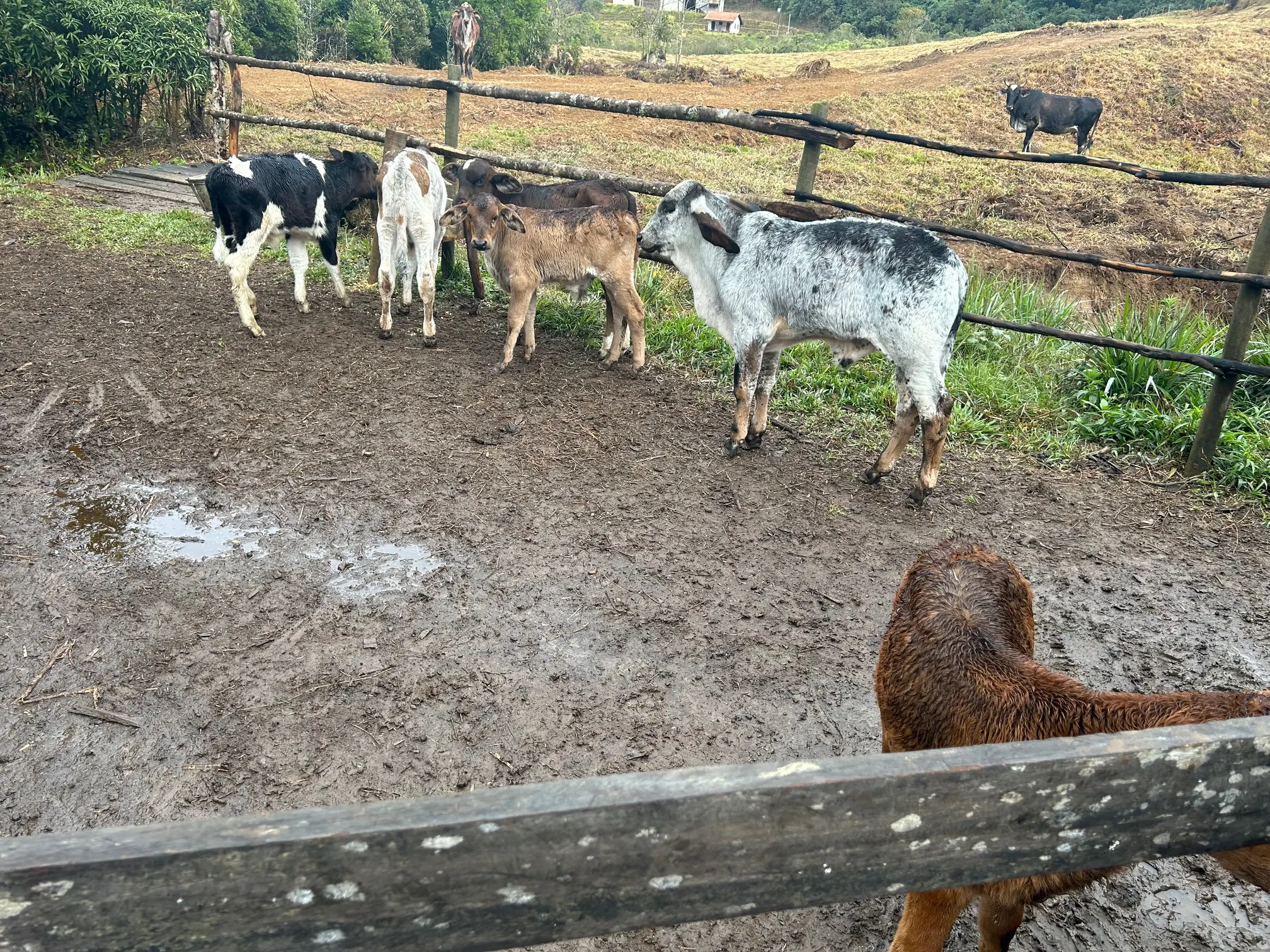 Small farm for sale of 192 acres in Passa-Vinte, MG, Brazil