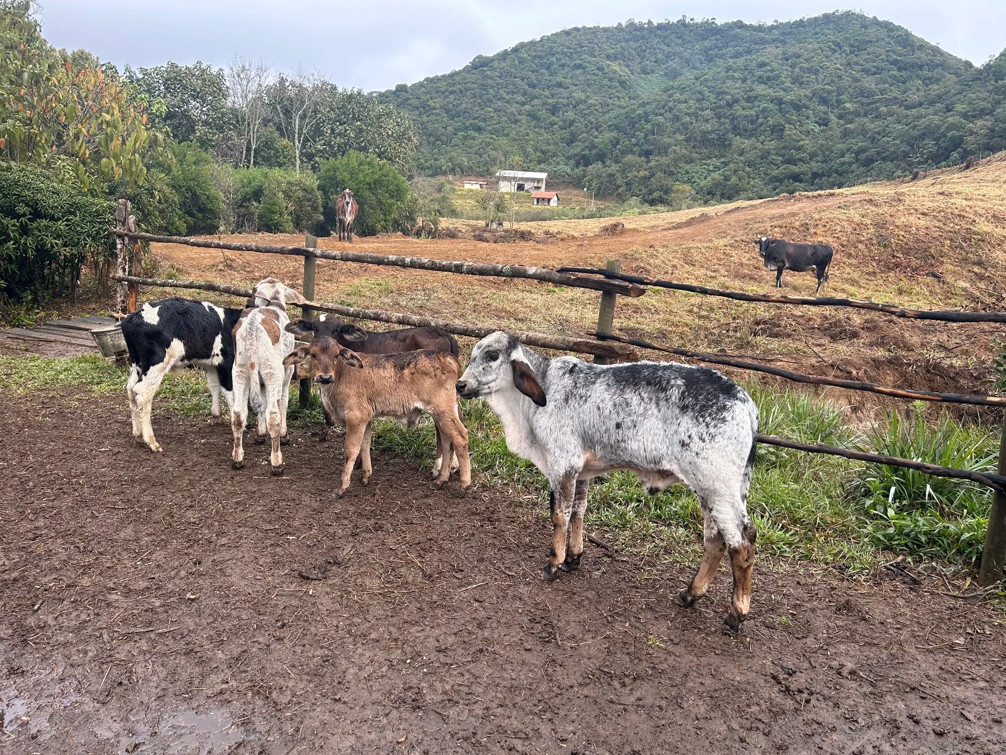 Small farm for sale of 192 acres in Passa-Vinte, MG, Brazil
