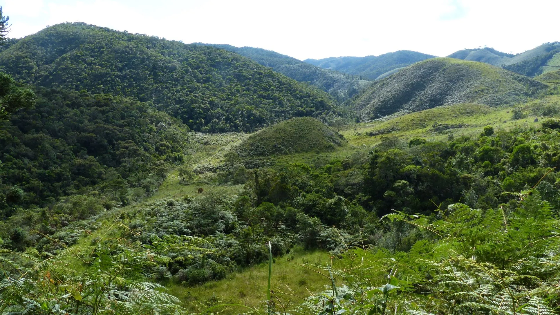 Small farm for sale of 192 acres in Passa-Vinte, MG, Brazil