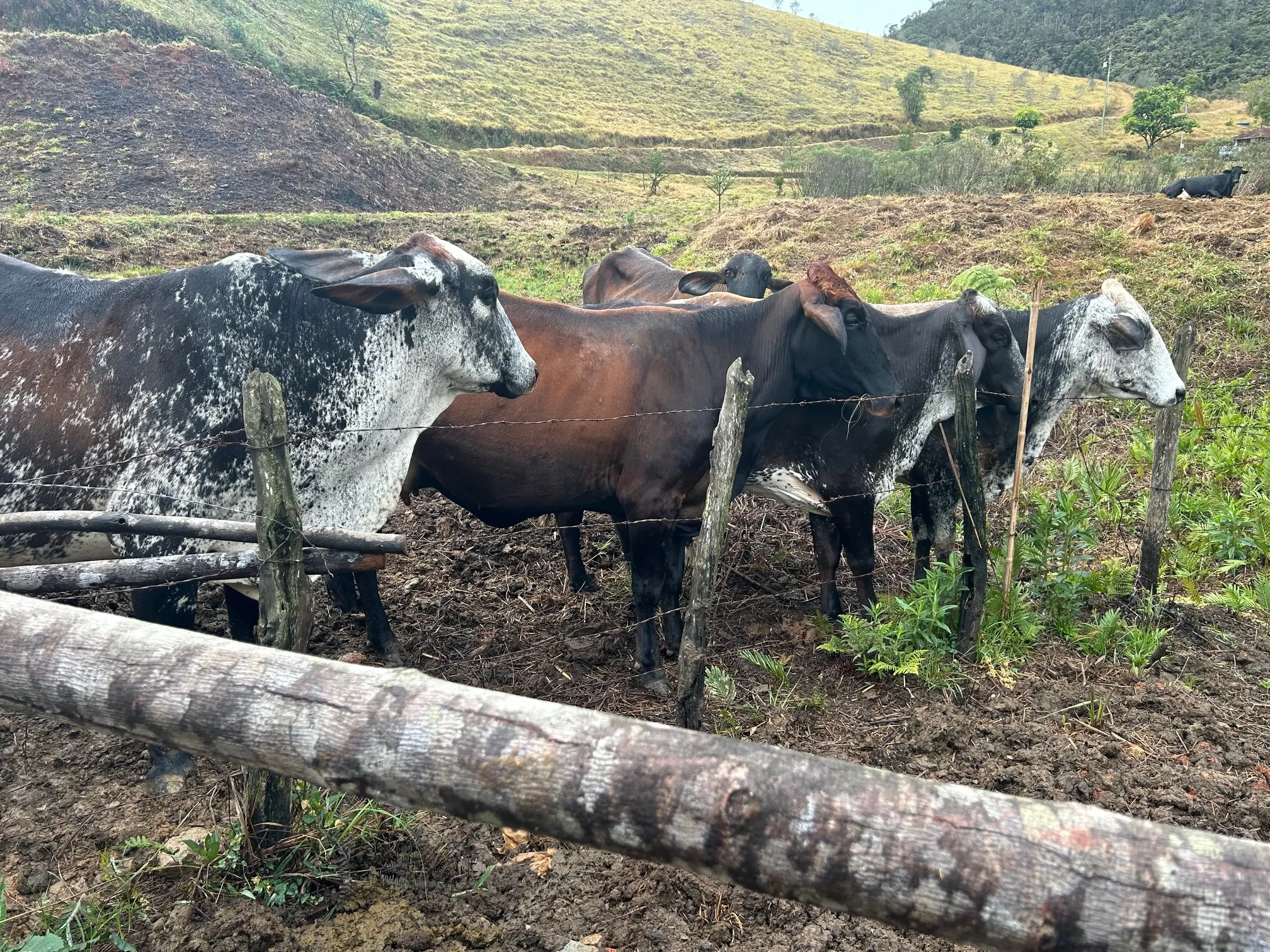 Small farm for sale of 192 acres in Passa-Vinte, MG, Brazil