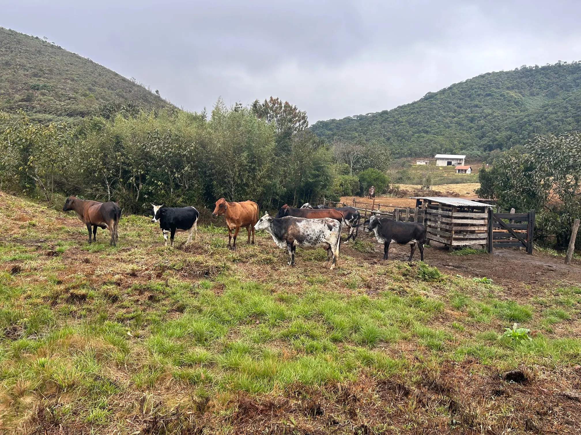 Small farm for sale of 192 acres in Passa-Vinte, MG, Brazil
