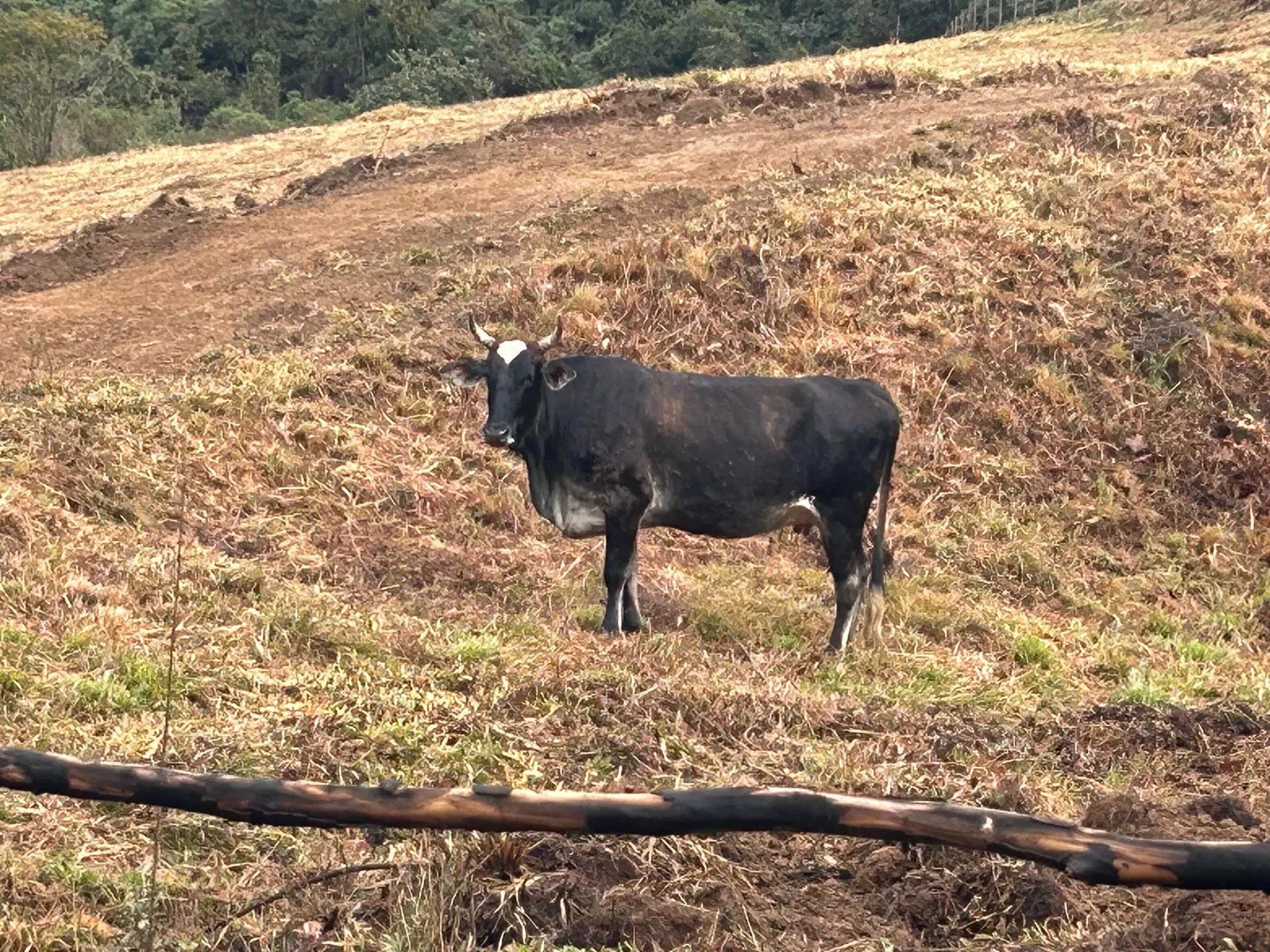 Small farm for sale of 192 acres in Passa-Vinte, MG, Brazil