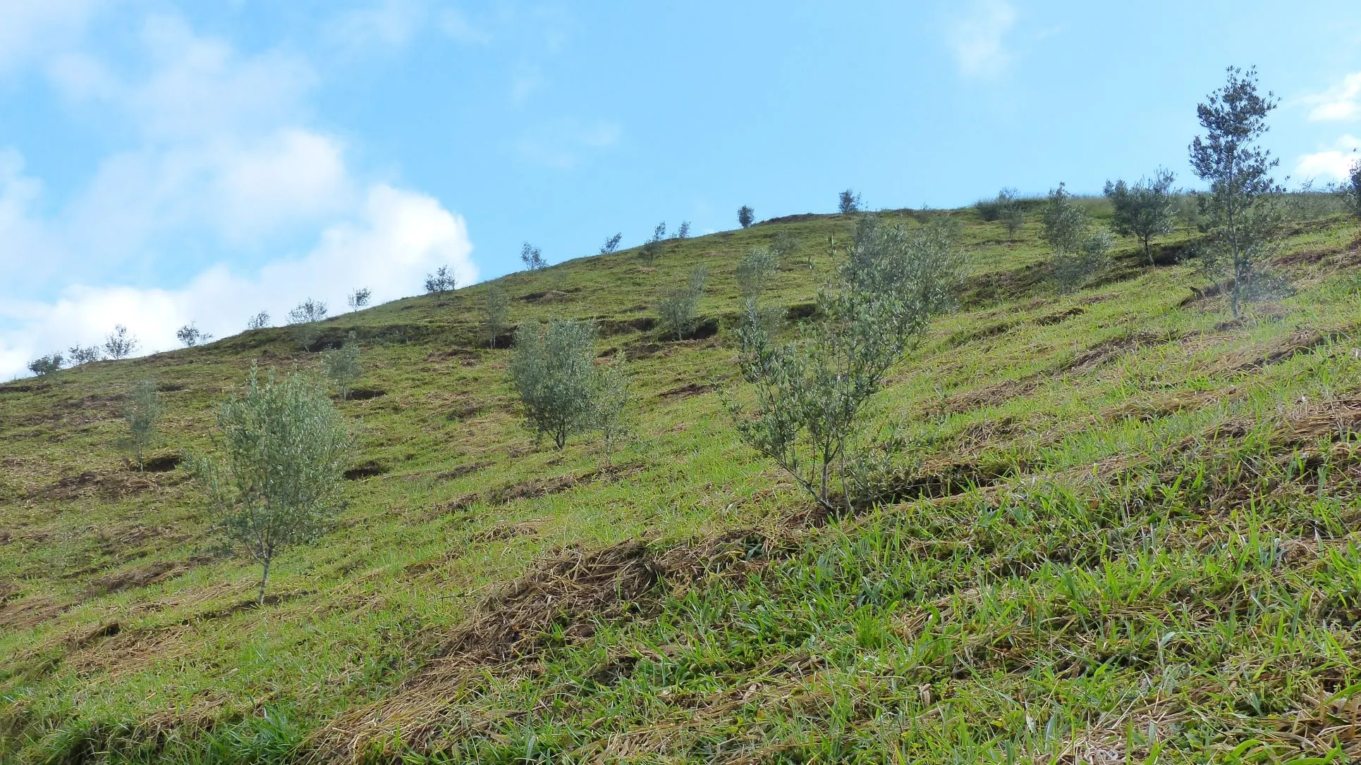 Small farm for sale of 192 acres in Passa-Vinte, MG, Brazil