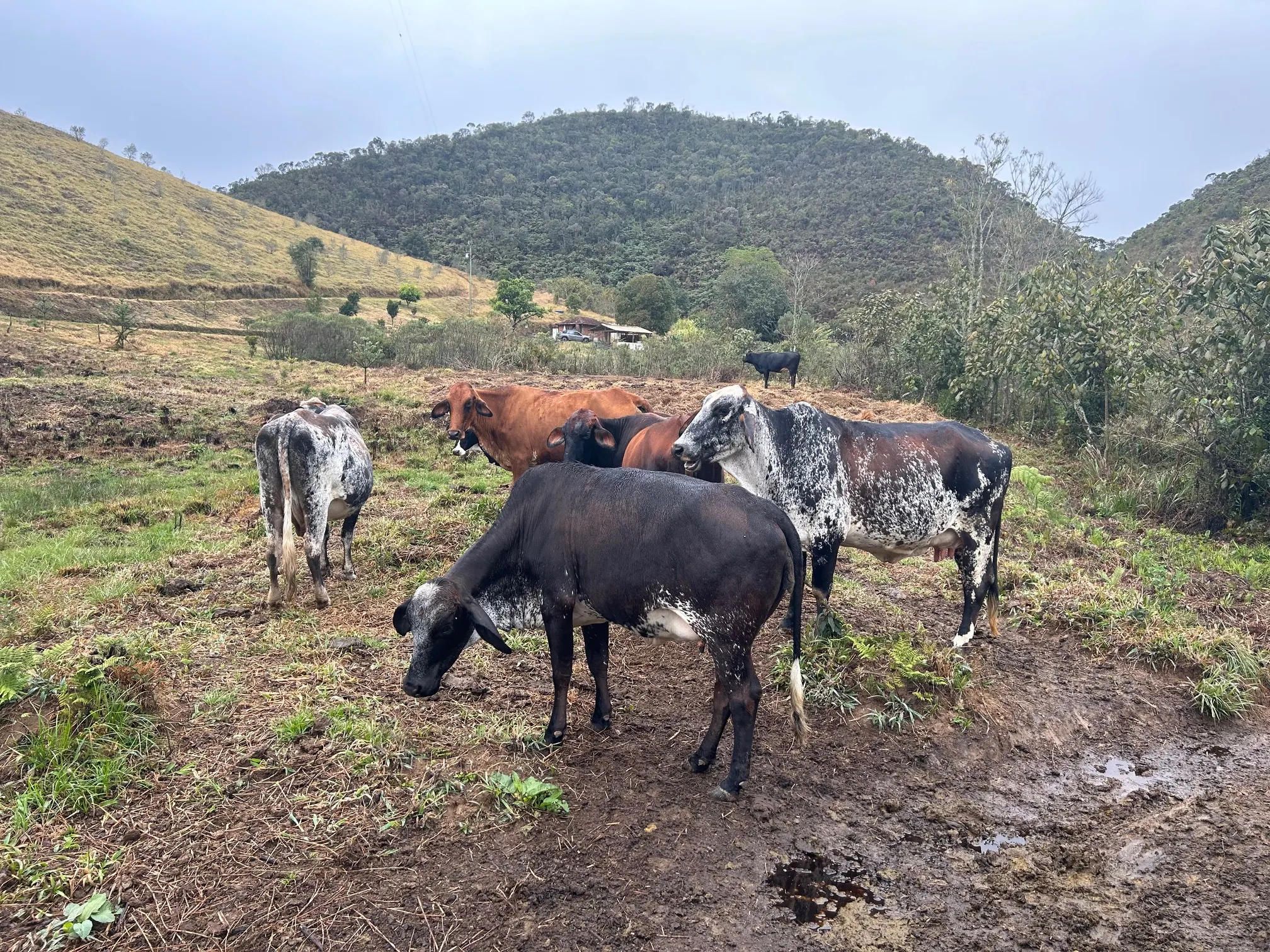 Small farm for sale of 192 acres in Passa-Vinte, MG, Brazil