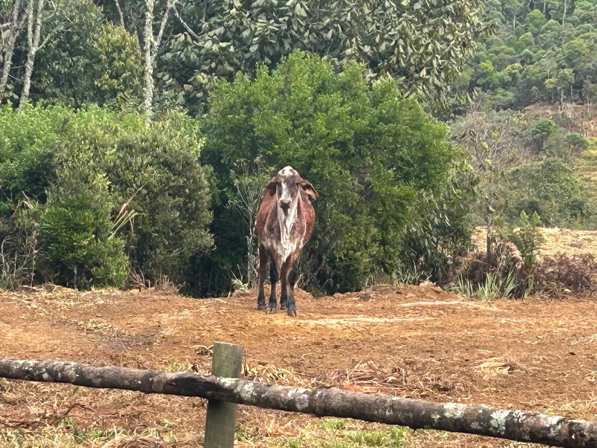 Small farm for sale of 192 acres in Passa-Vinte, MG, Brazil