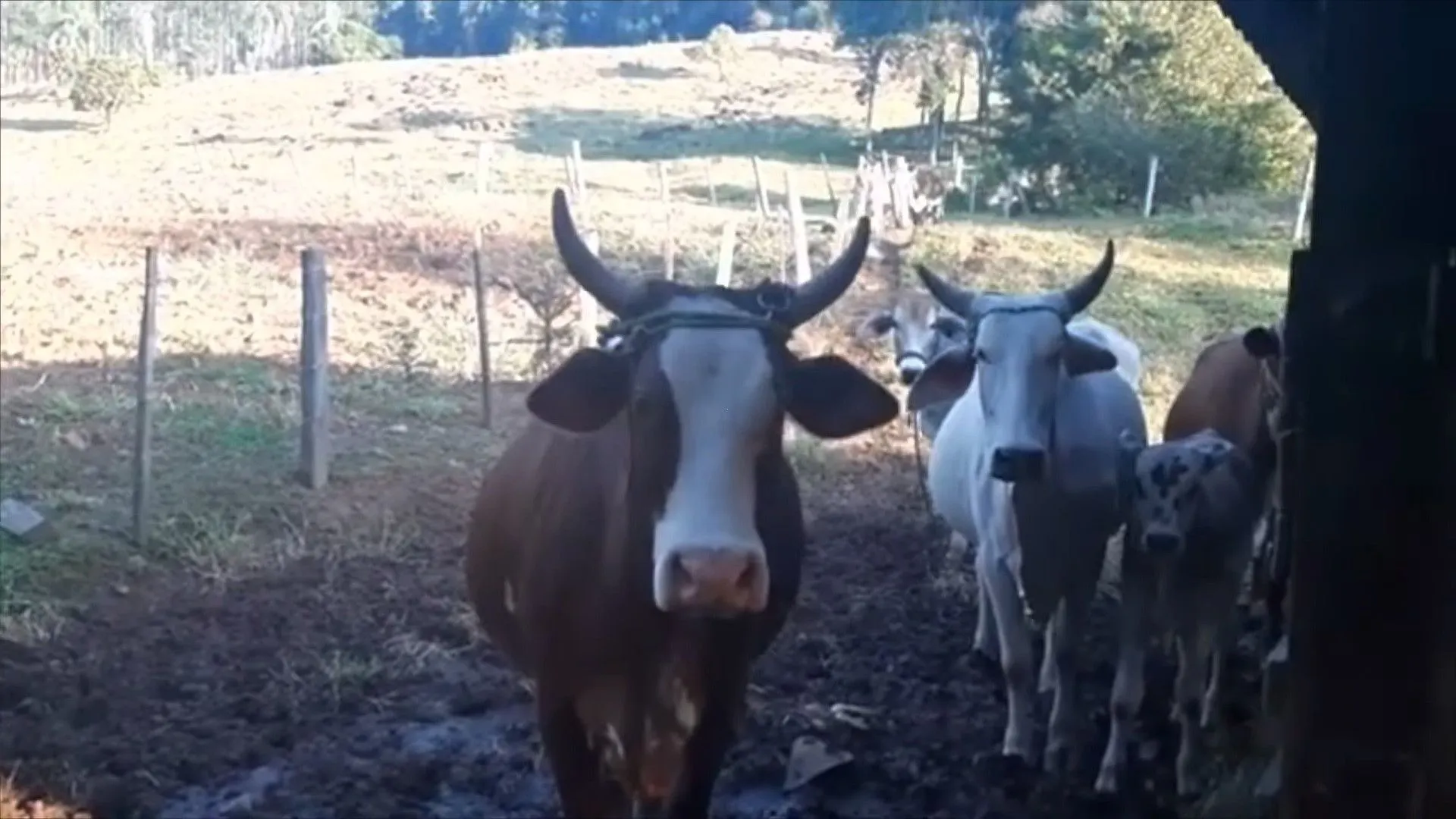 Sítio à venda de 9 ha em Caraá, RS, Brasil