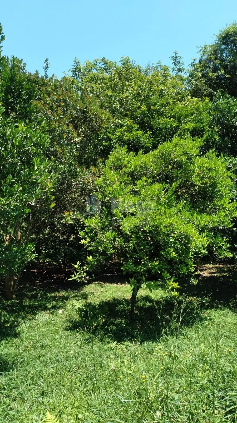 Fazenda à venda de 6.309 m² em Gaspar, SC, Brasil