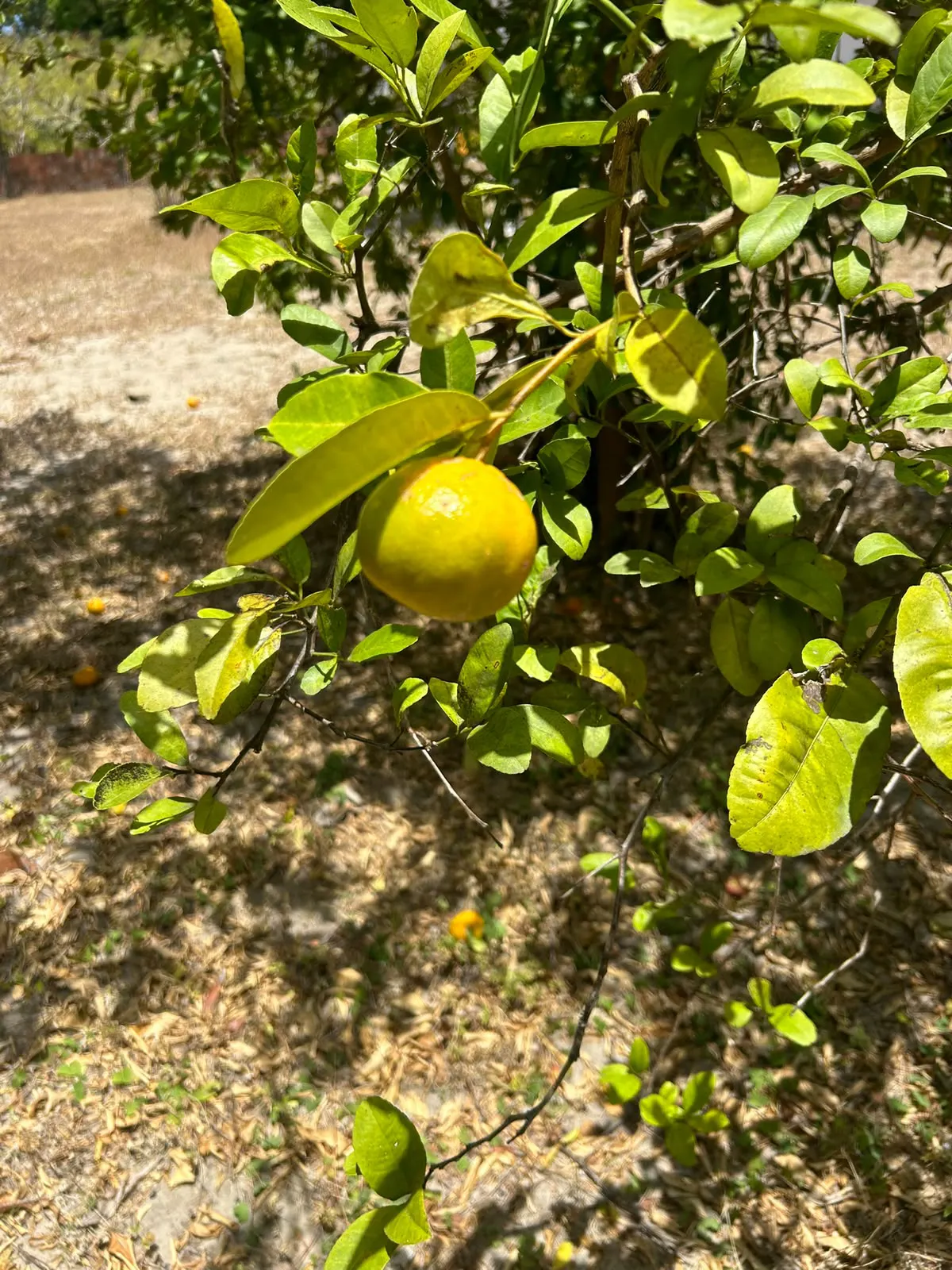 Small farm for sale of 7 acres in Pindoretama, CE, Brazil