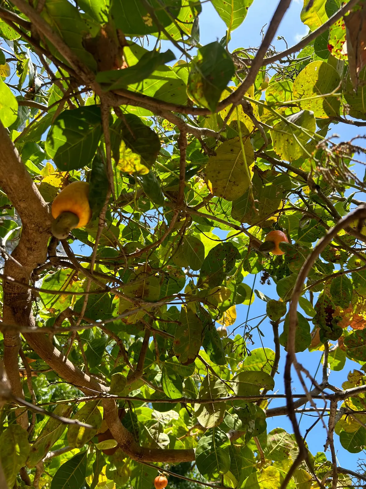 Small farm for sale of 7 acres in Pindoretama, CE, Brazil