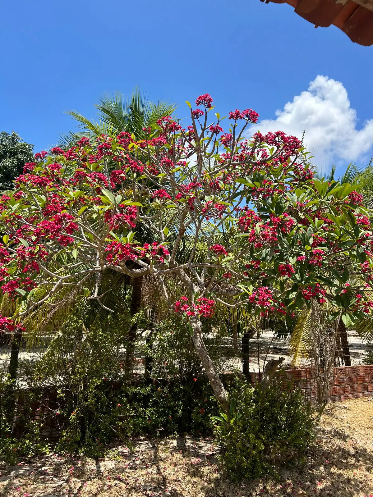 Small farm for sale of 7 acres in Pindoretama, CE, Brazil