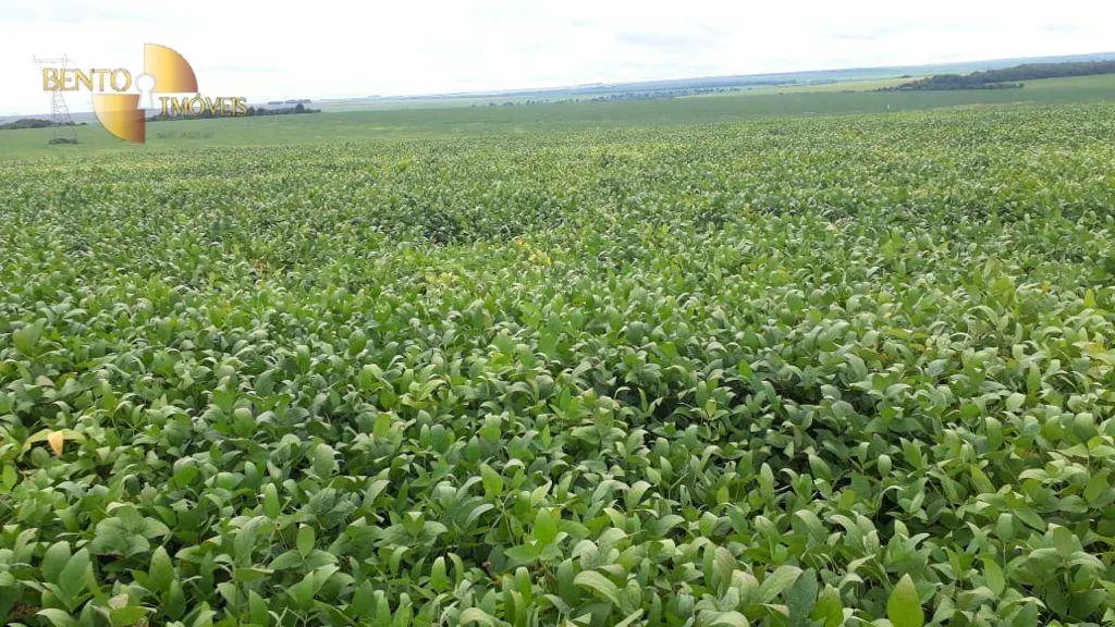 Fazenda à venda de 722 ha em Rondonópolis, MT, Brasil