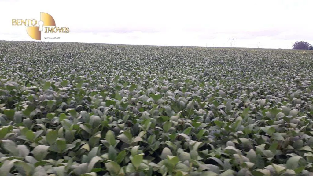 Fazenda à venda de 722 ha em Rondonópolis, MT, Brasil