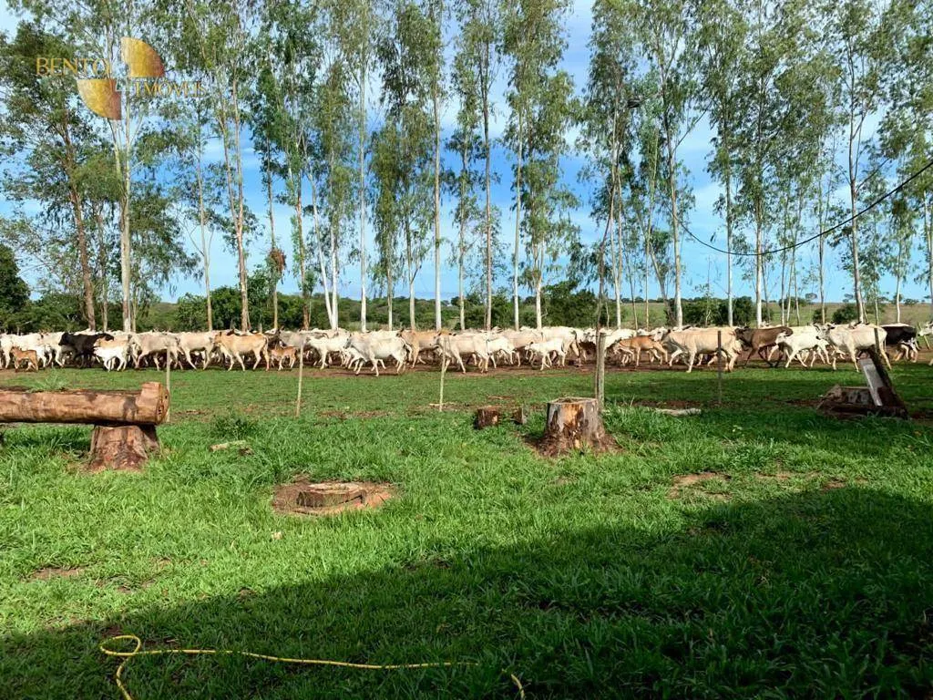 Fazenda à venda de 722 ha em Rondonópolis, MT, Brasil