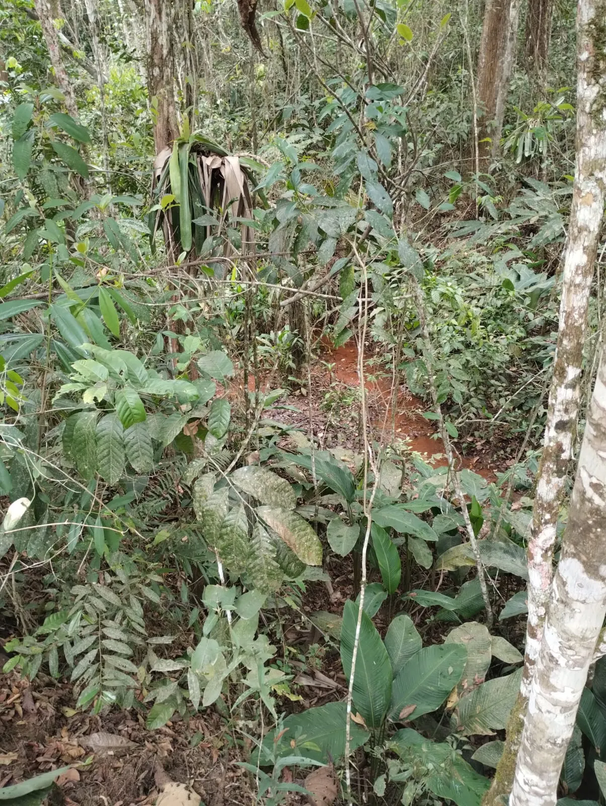 Sítio à venda de 18 ha em Santa Isabel, SP, Brasil