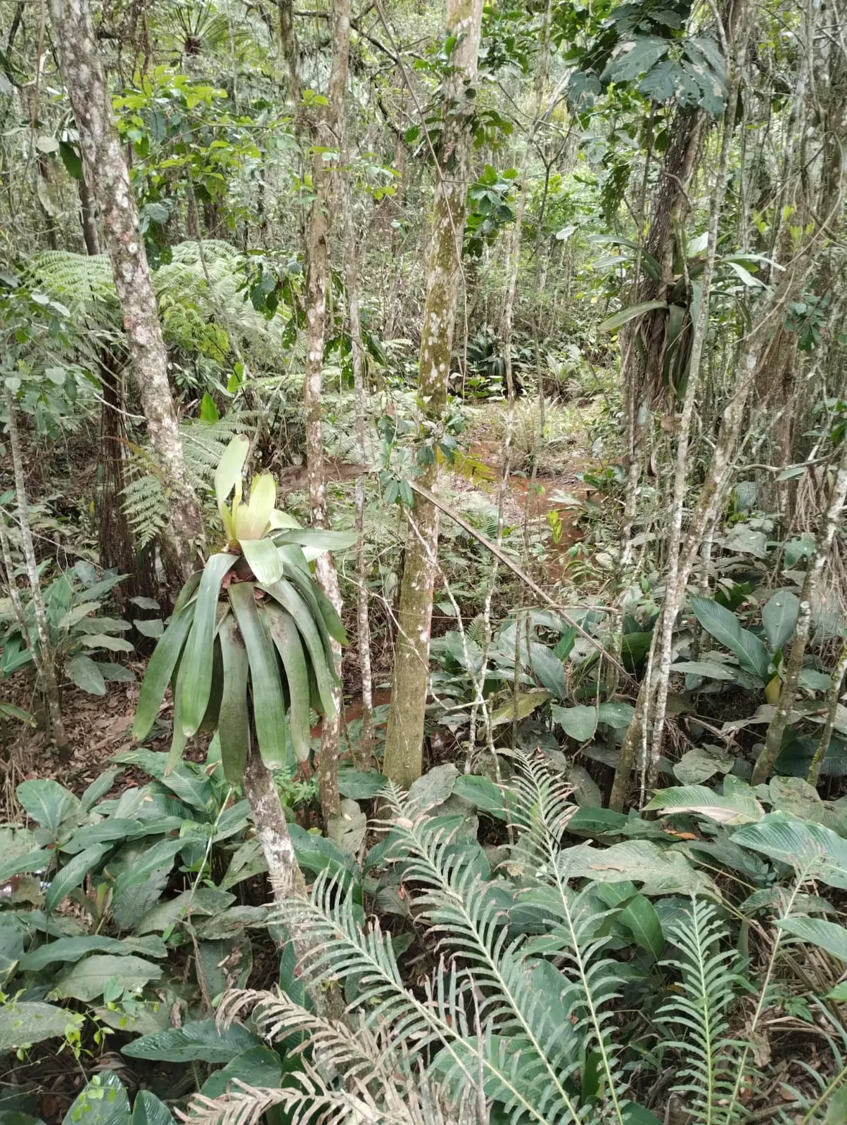Sítio à venda de 18 ha em Santa Isabel, SP, Brasil