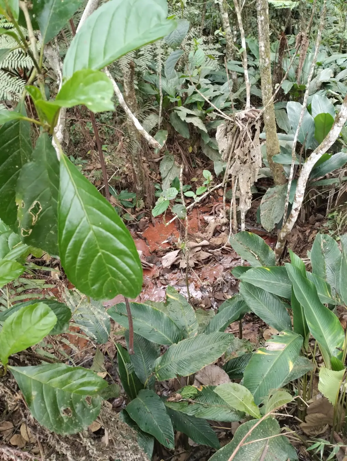 Sítio à venda de 18 ha em Santa Isabel, SP, Brasil