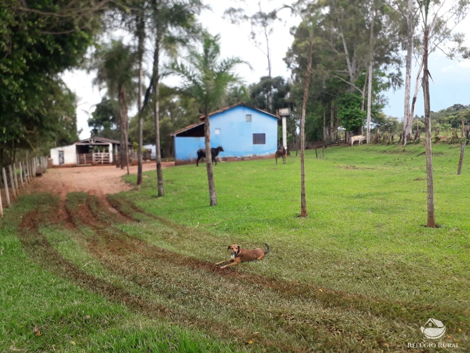 Sítio à venda de 14 ha em Uberlândia, MG, Brasil