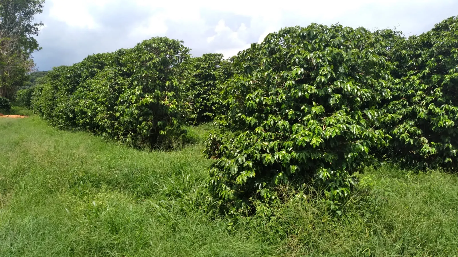 Fazenda à venda de 206 ha em São Lourenço, MG, Brasil