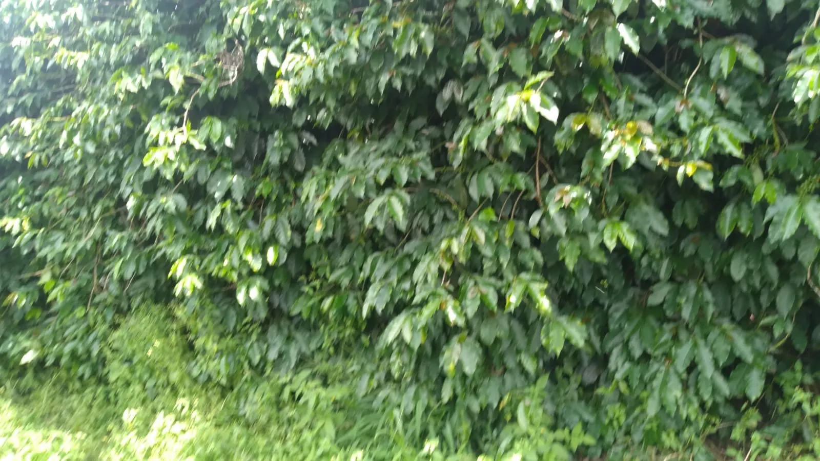 Fazenda à venda de 206 ha em São Lourenço, MG, Brasil