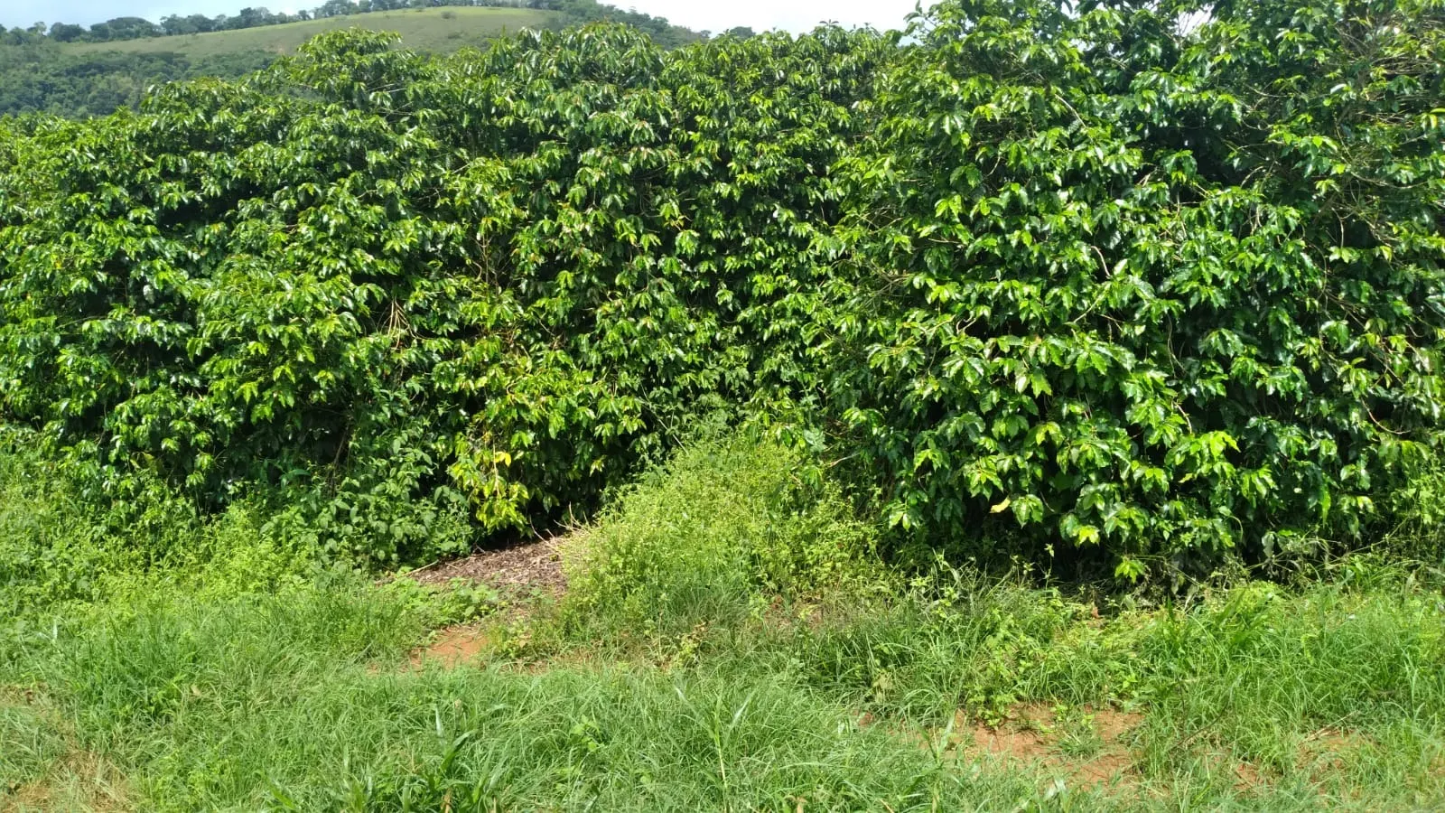 Fazenda à venda de 206 ha em São Lourenço, MG, Brasil