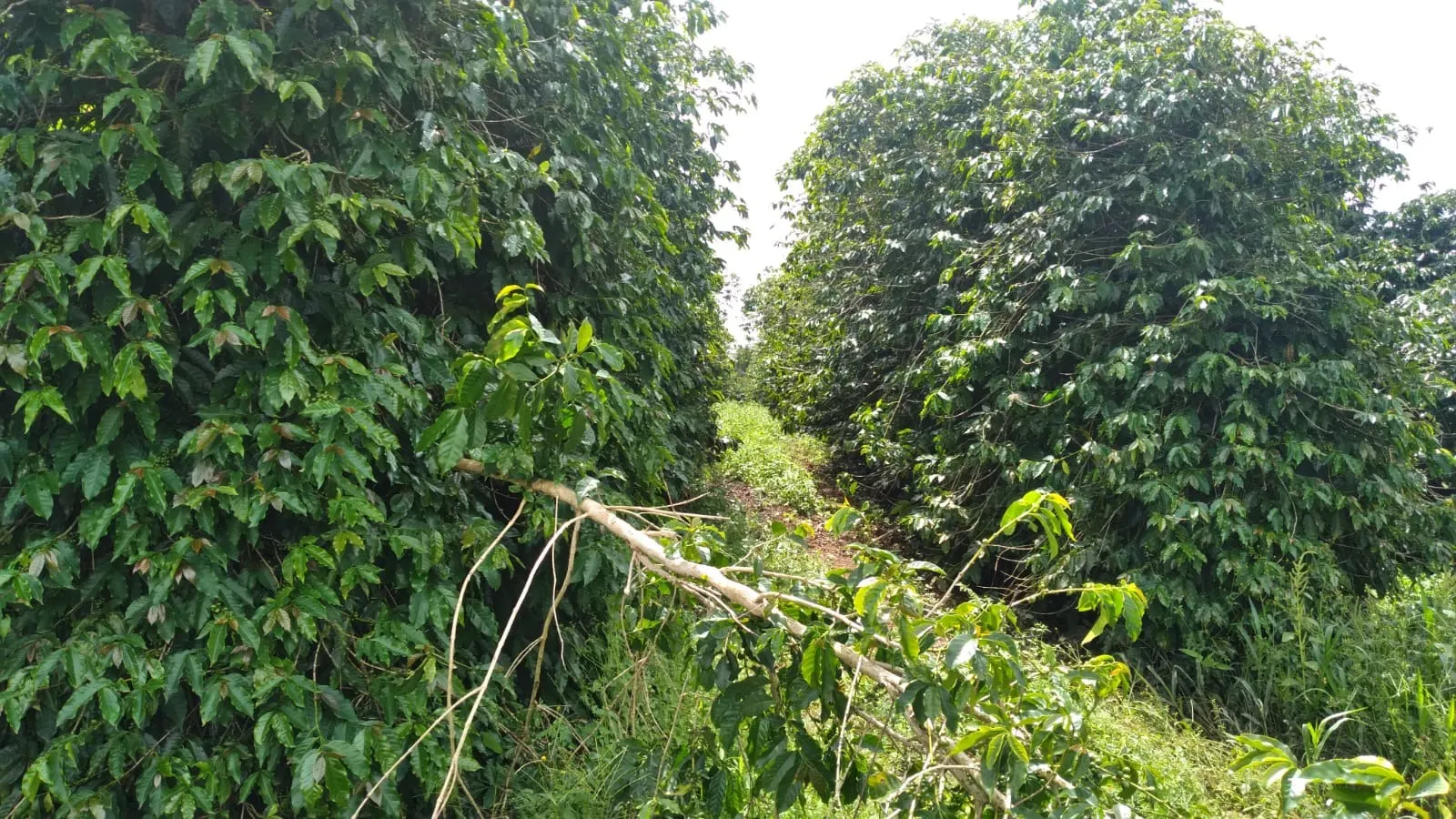 Fazenda à venda de 206 ha em São Lourenço, MG, Brasil