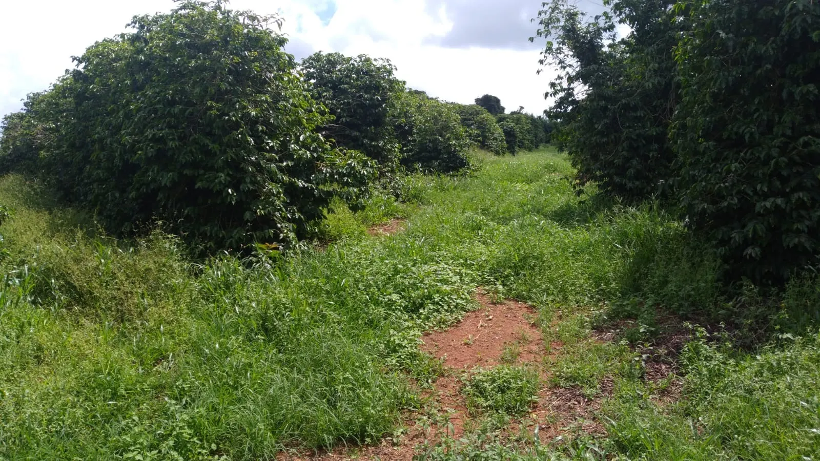 Fazenda à venda de 206 ha em São Lourenço, MG, Brasil
