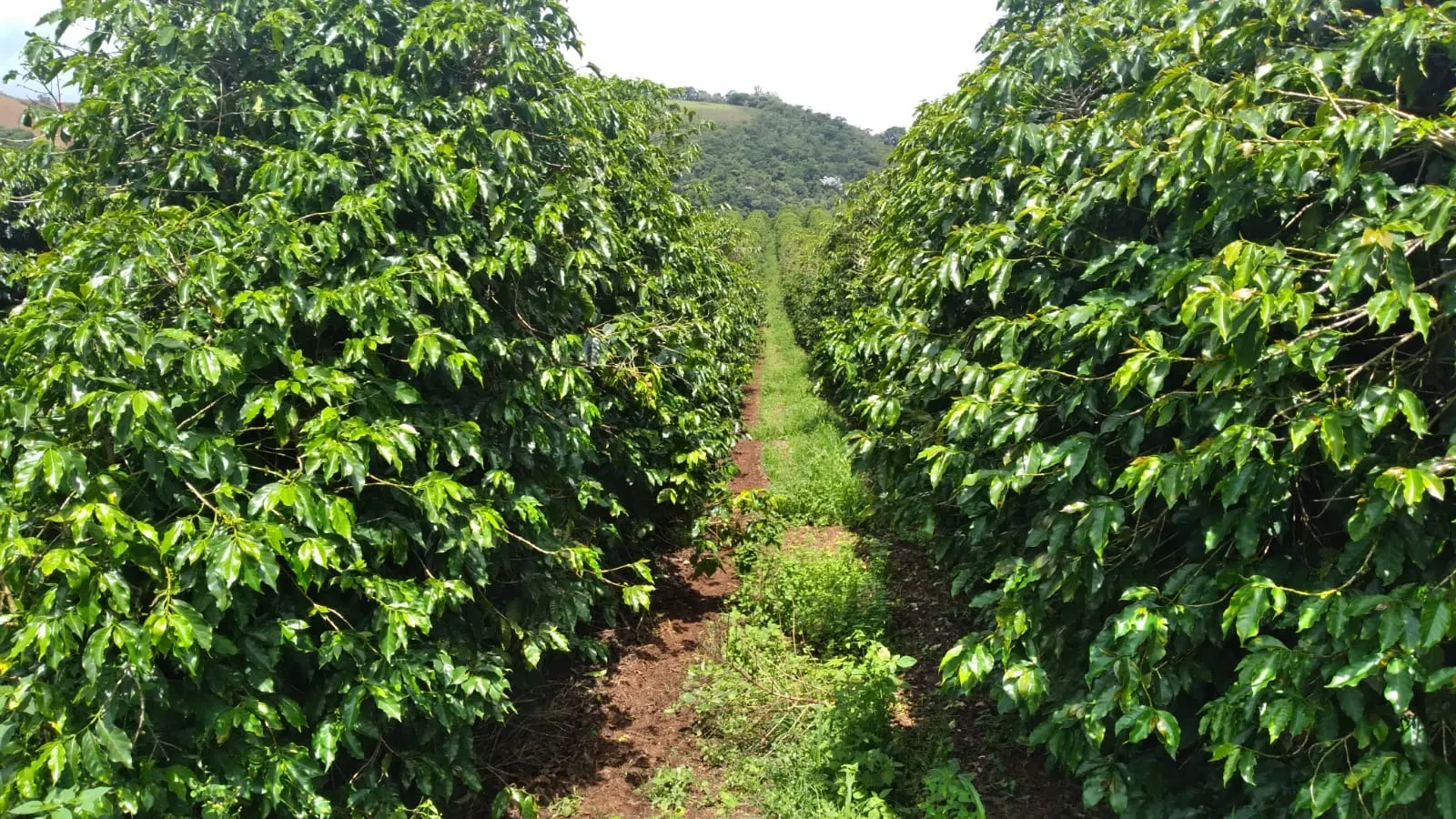 Fazenda à venda de 206 ha em São Lourenço, MG, Brasil