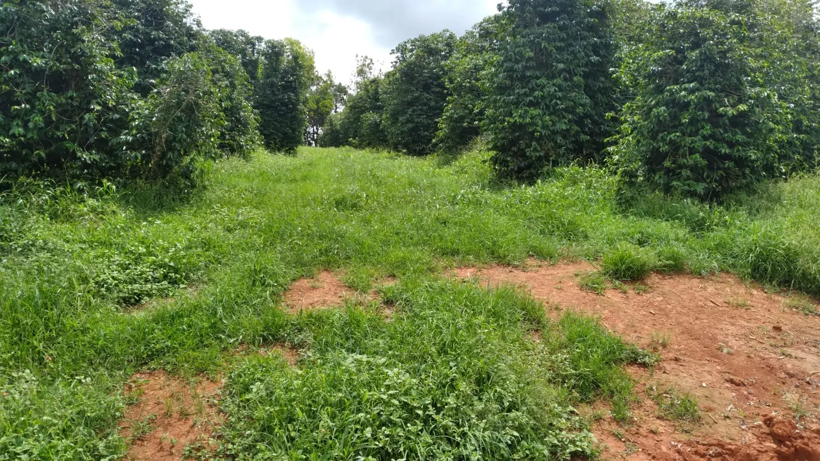 Fazenda à venda de 206 ha em São Lourenço, MG, Brasil