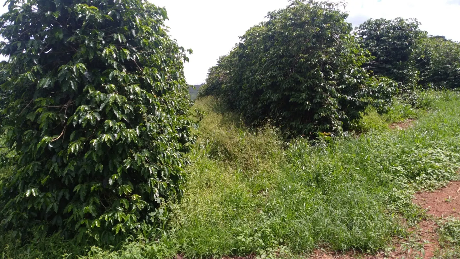 Fazenda à venda de 206 ha em São Lourenço, MG, Brasil