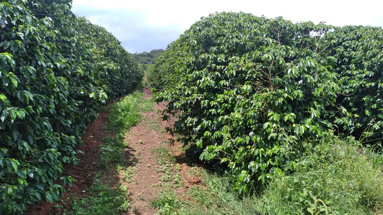 Fazenda à venda de 206 ha em São Lourenço, MG, Brasil