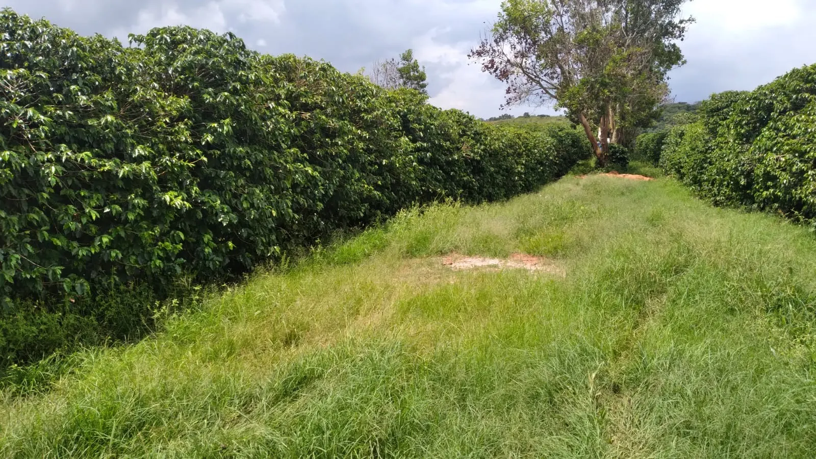 Fazenda à venda de 206 ha em São Lourenço, MG, Brasil