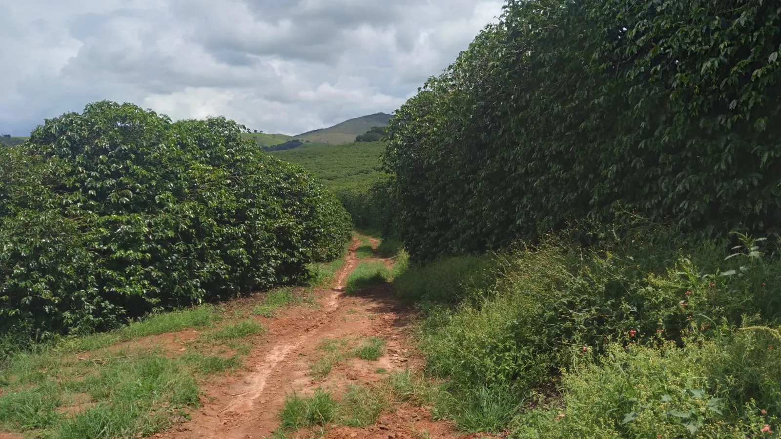 Fazenda à venda de 206 ha em São Lourenço, MG, Brasil