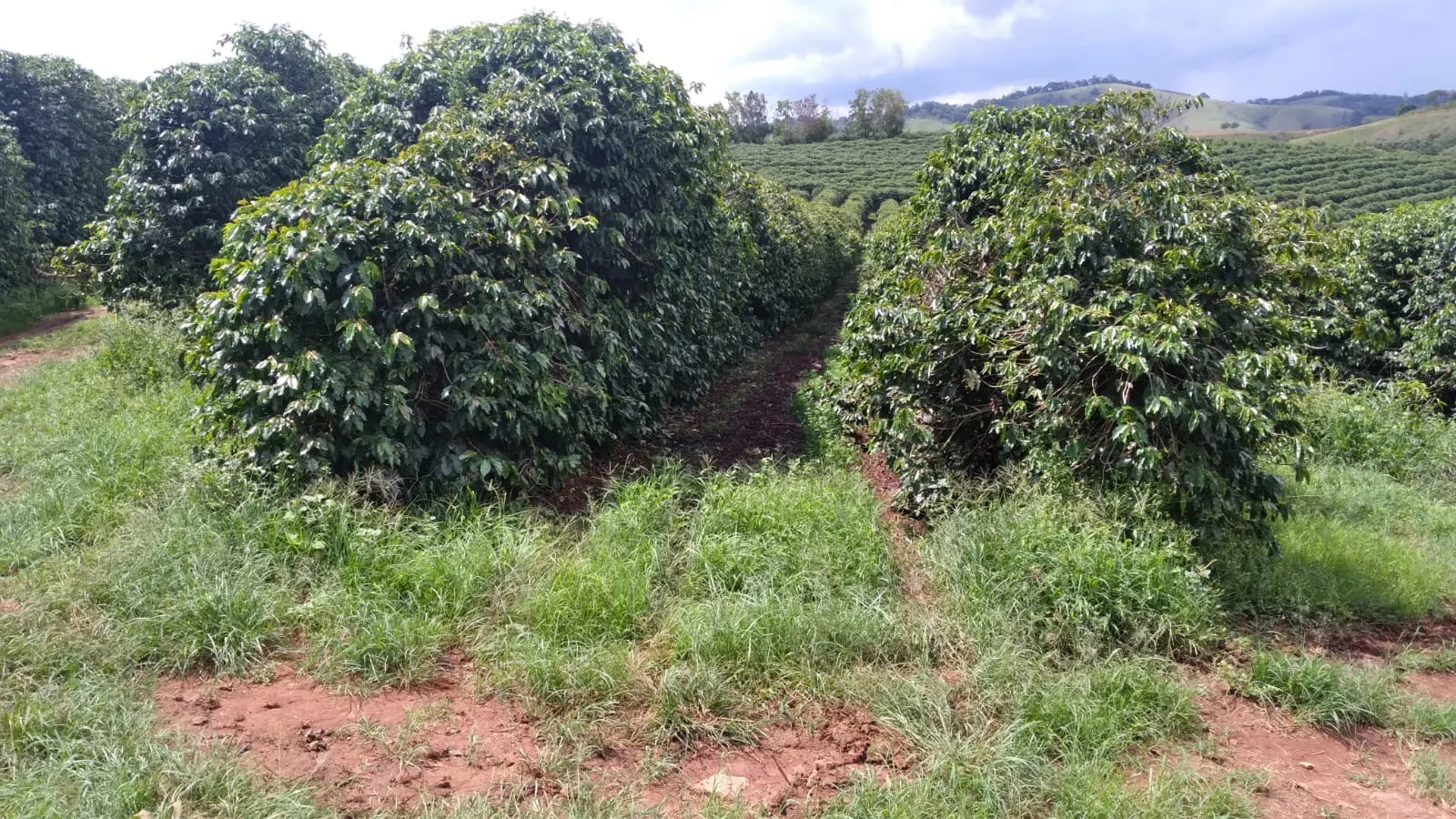 Fazenda à venda de 206 ha em São Lourenço, MG, Brasil