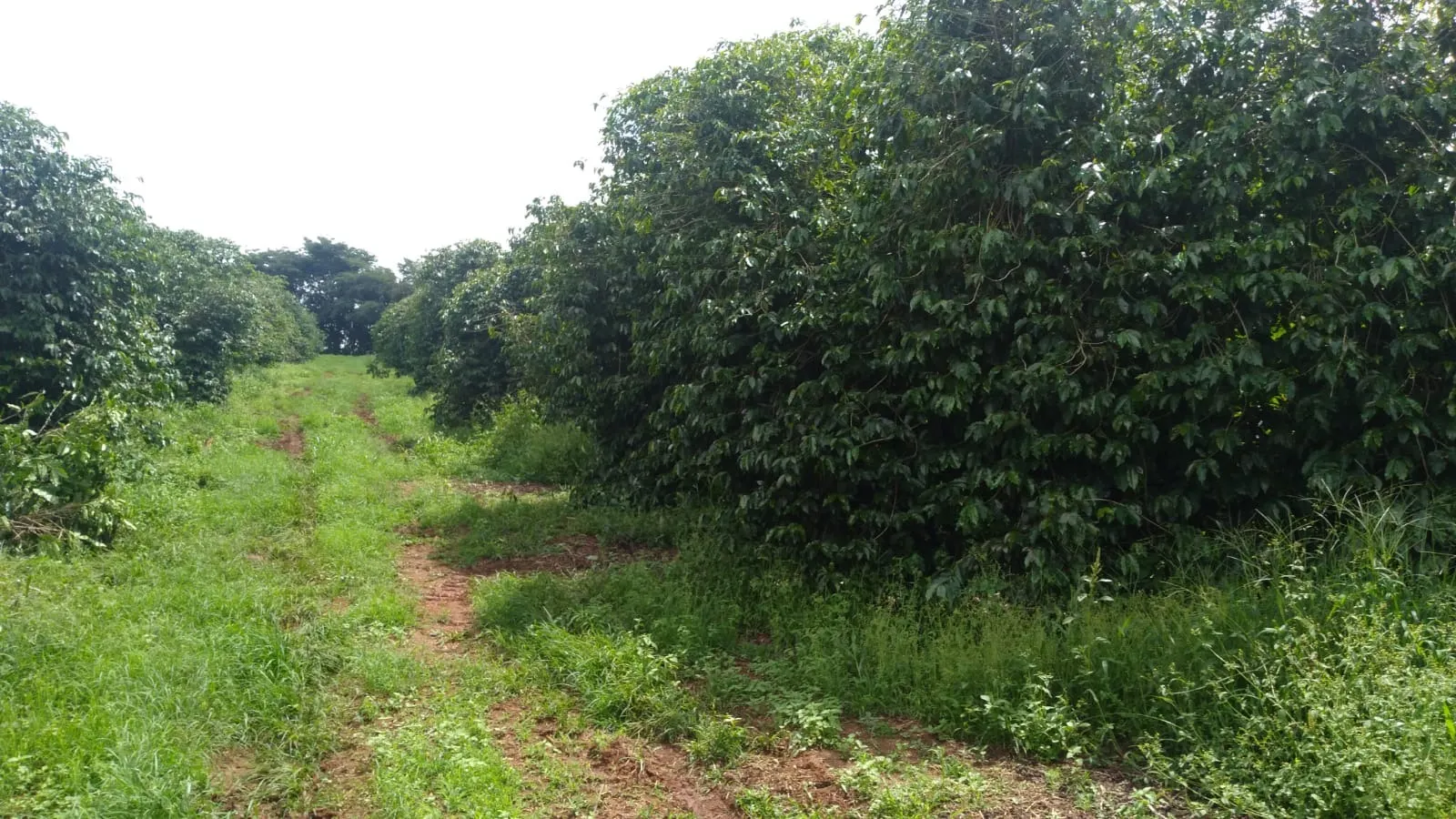 Fazenda à venda de 206 ha em São Lourenço, MG, Brasil