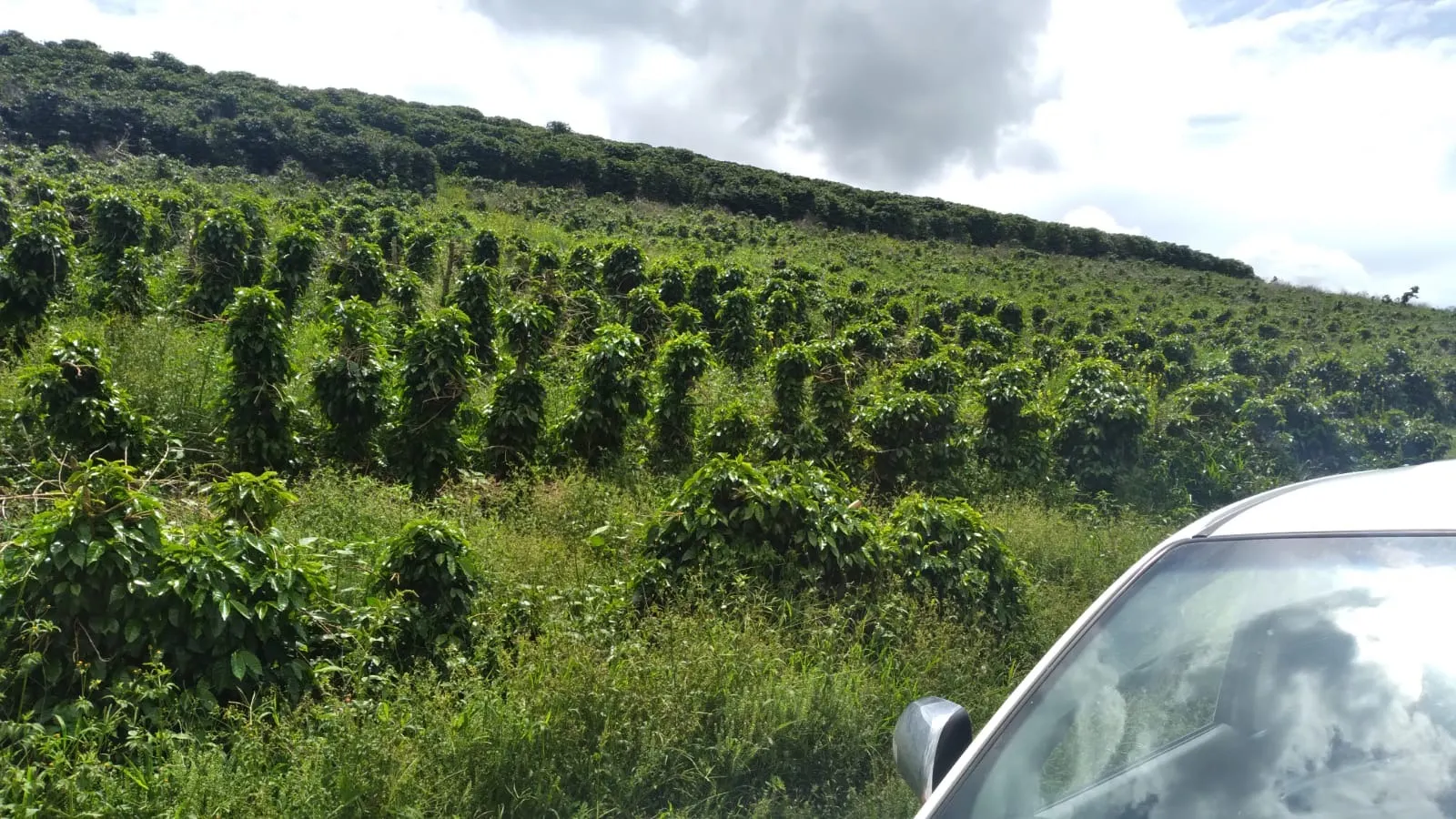 Fazenda à venda de 206 ha em São Lourenço, MG, Brasil