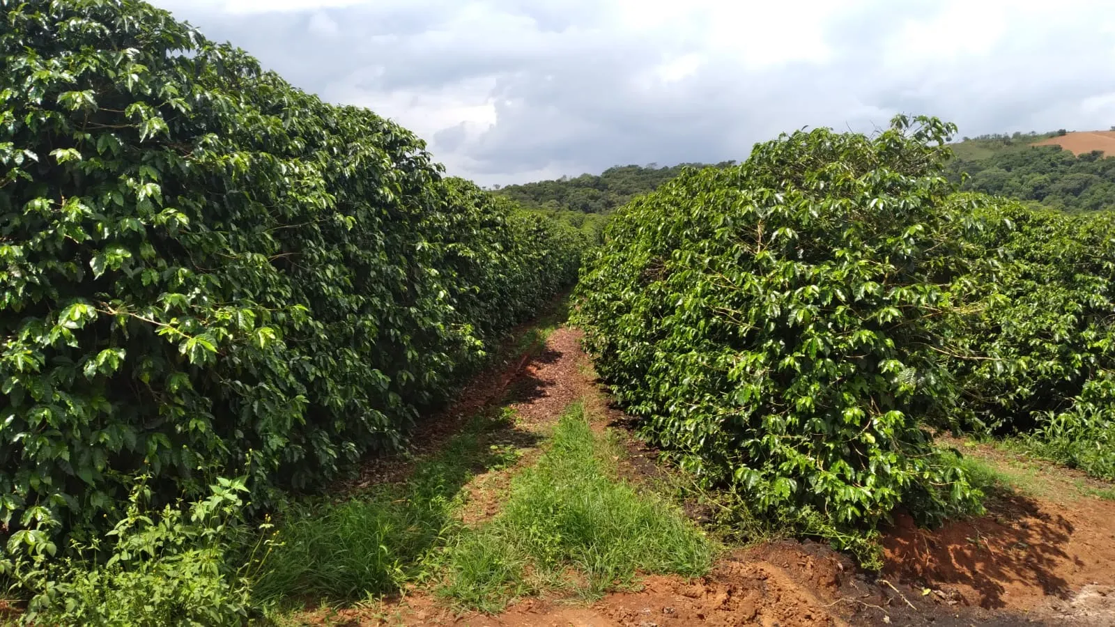 Fazenda à venda de 206 ha em São Lourenço, MG, Brasil