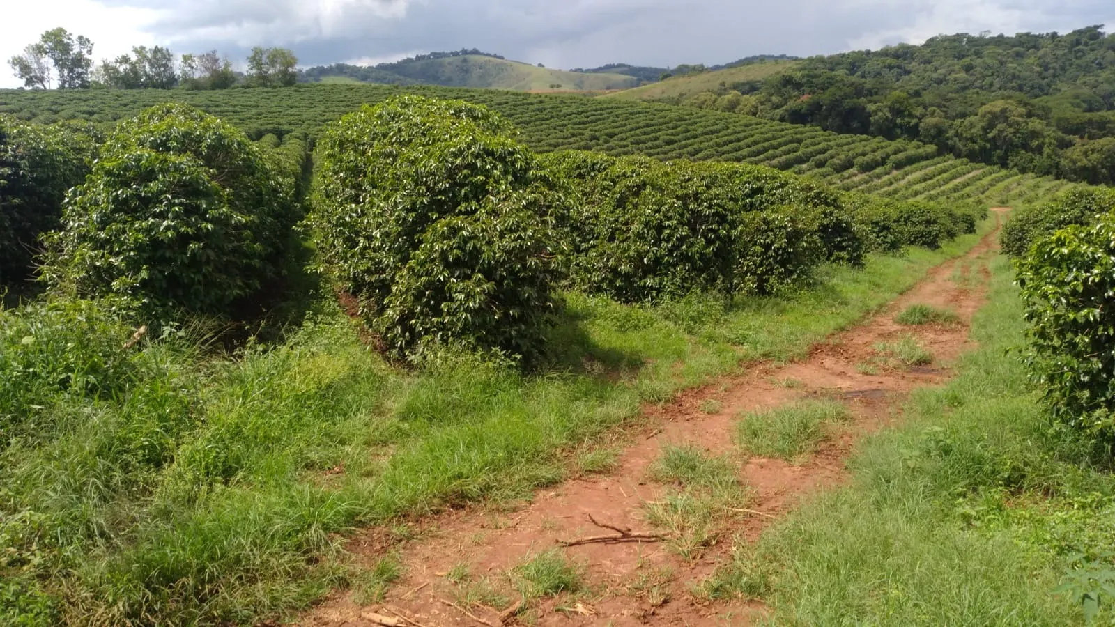Fazenda à venda de 206 ha em São Lourenço, MG, Brasil