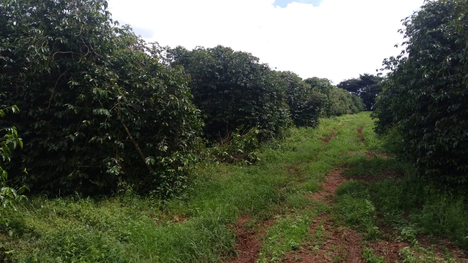 Fazenda à venda de 206 ha em São Lourenço, MG, Brasil