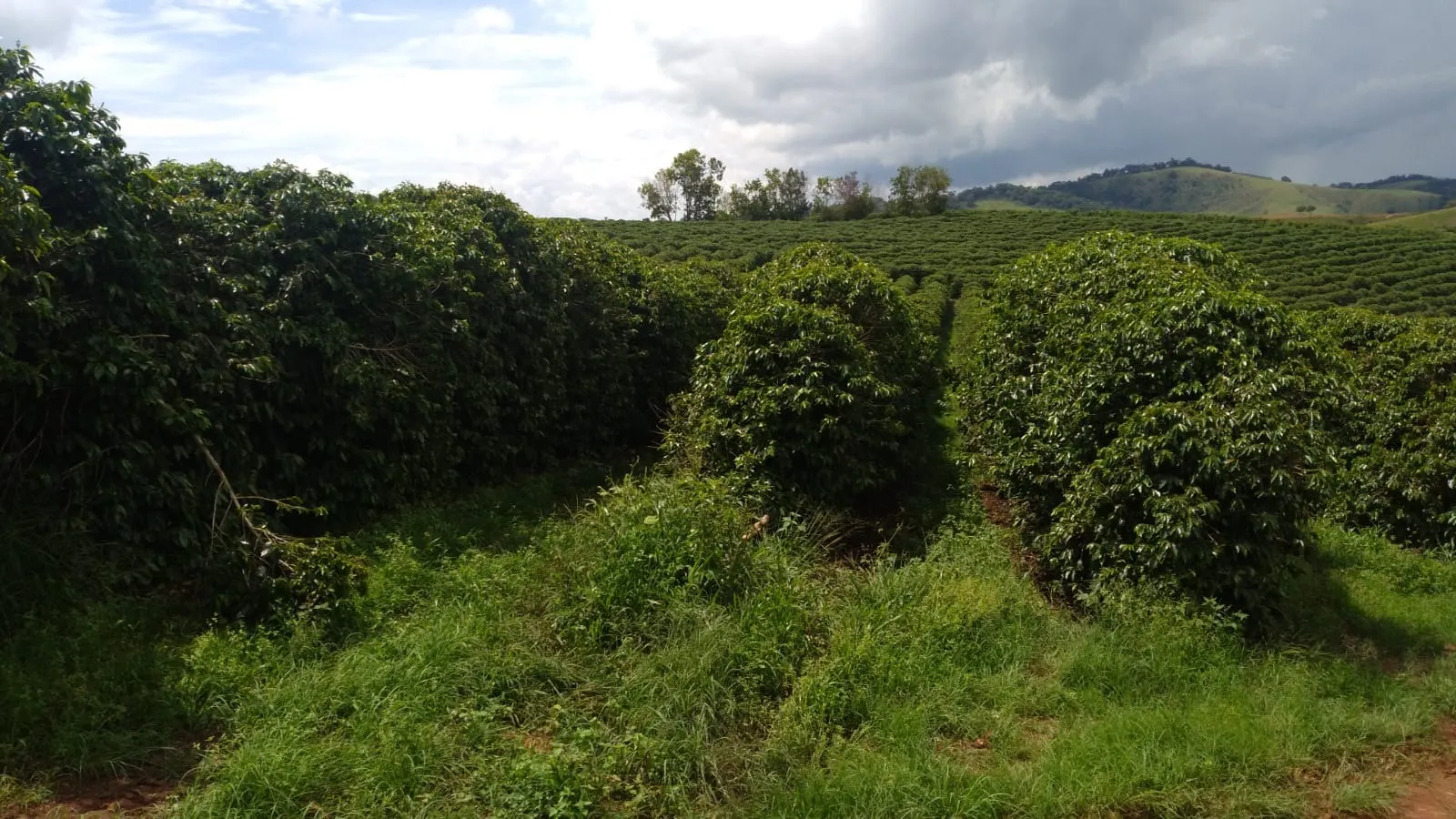 Fazenda à venda de 206 ha em São Lourenço, MG, Brasil