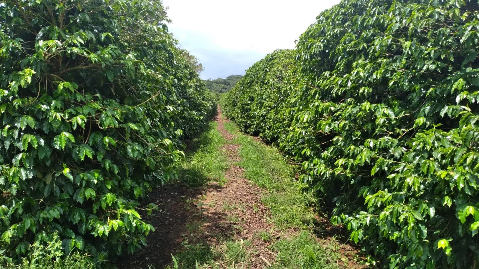 Fazenda à venda de 206 ha em São Lourenço, MG, Brasil