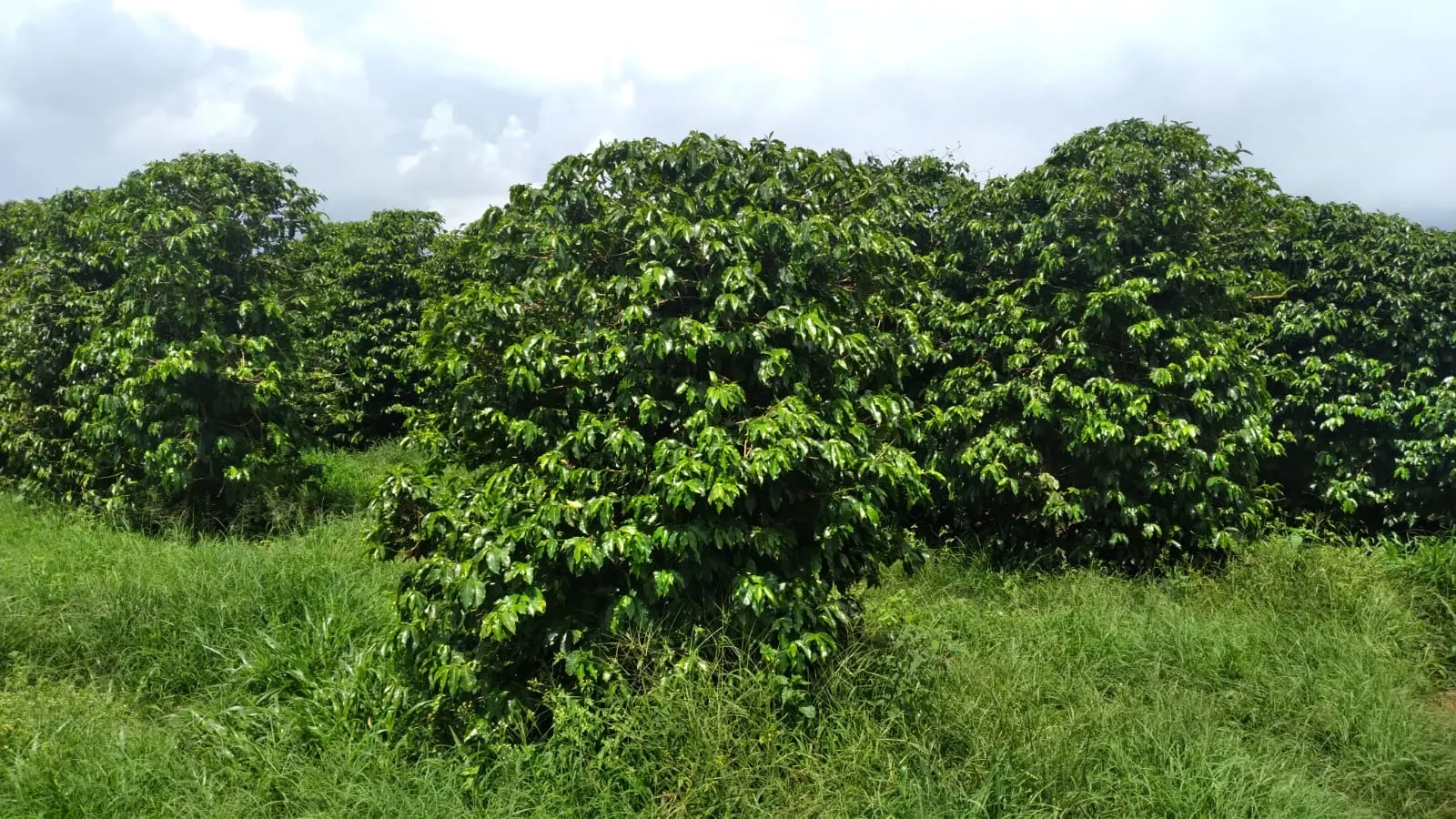 Fazenda à venda de 206 ha em São Lourenço, MG, Brasil