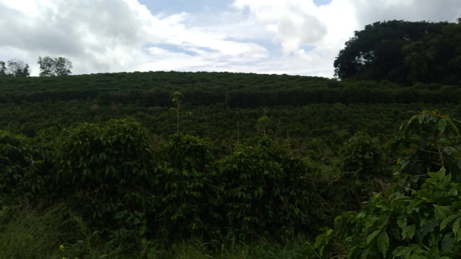 Fazenda à venda de 206 ha em São Lourenço, MG, Brasil