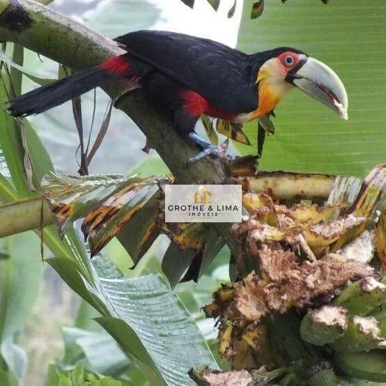 Pousada à venda de 1.680 m² em Ilhabela, SP, Brasil