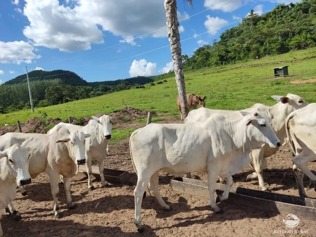 Farm for sale of 749 acres in São Gabriel do Oeste, MS, Brazil