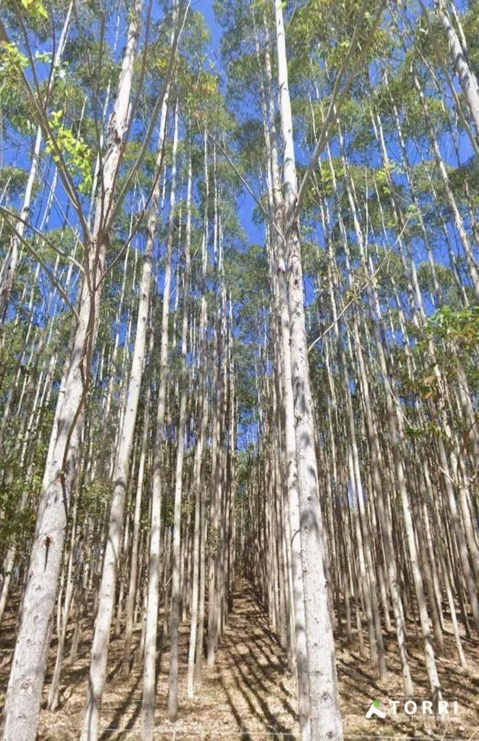 Fazenda à venda de 760 ha em Paraibuna, SP, Brasil