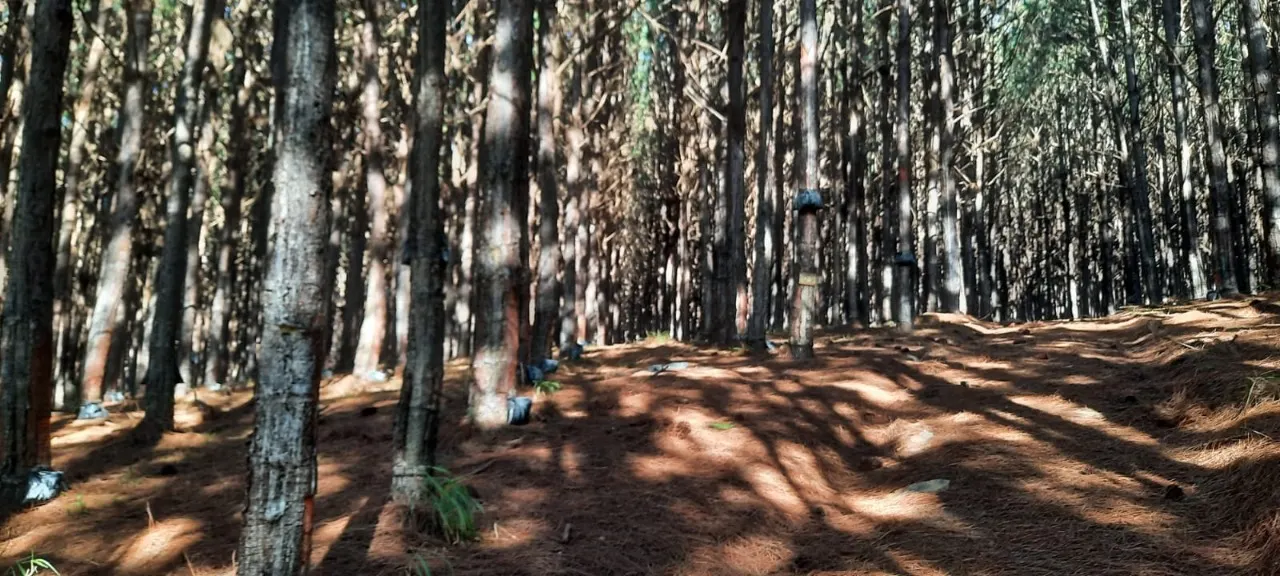 Fazenda à venda de 15 ha em Capão Bonito, SP, Brasil